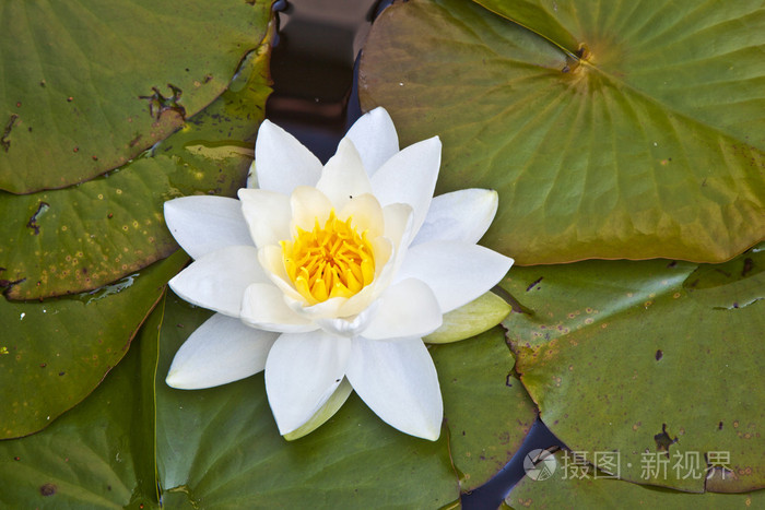 日本白莲花水中百合