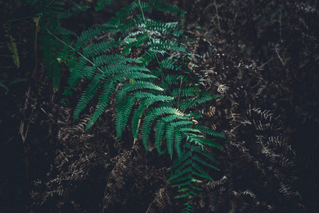 蕨类植物离开森林, 秋季背景