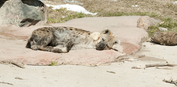 斑鬣狗睡在圈养