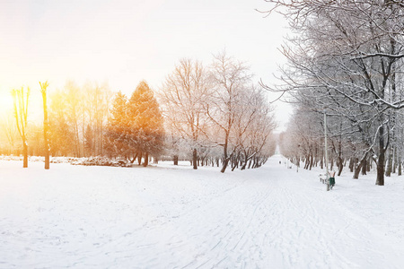 白雪覆盖的树木，在城市公园