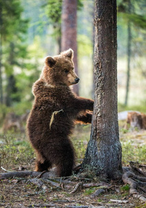 森林中的野棕熊