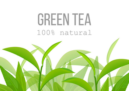 绿茶树绿茶叶和树枝标签卡.100% 自然照片