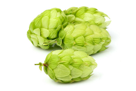 蛇麻草锥体图片