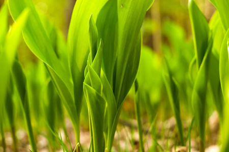 野生植物