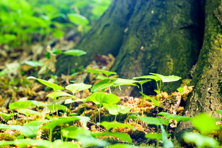 野生植物