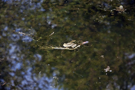 湖中的青蛙