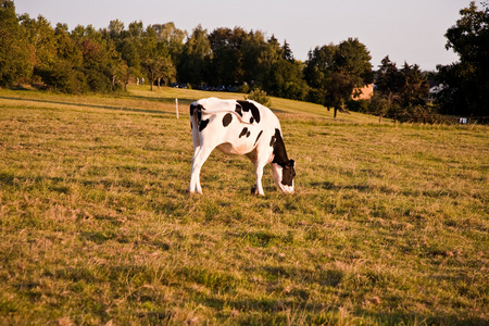 荷斯坦奶牛在草地上放牧