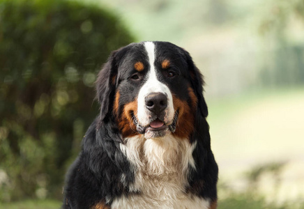 Bernese 山做