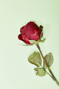 在绿色背景上干红玫瑰, 最小的情人节概念