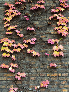 在砖墙上秋季野生葡萄背景
