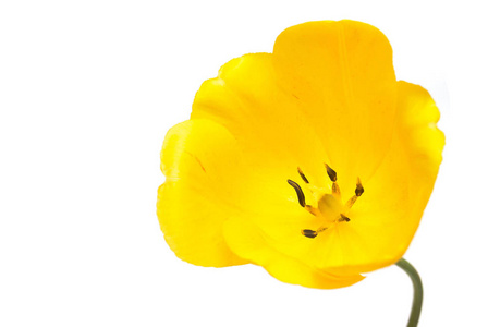 美丽的黄色郁金香花白色背景上分离。单位