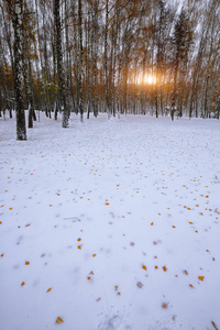 堕落的秋叶在森林里的雪上