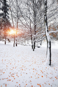 在森林里的第一场雪。雪覆盖在树林里的树木