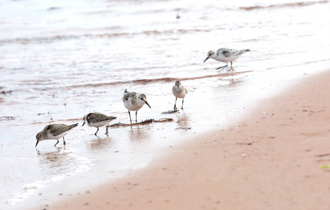 Sanderlings 寻找食物