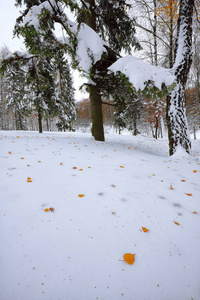 堕落的秋叶在森林里的雪上