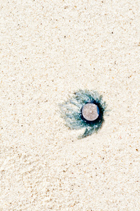 死果冻鱼躺在细沙滩上