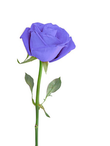 蓝玫瑰在白色的隔离