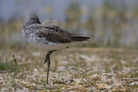 Greenshank Tringa nebularia 鸟