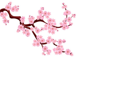 樱花。娇嫩的花朵和樱桃芽弯曲的分支。分离的无网格和梯度。插图