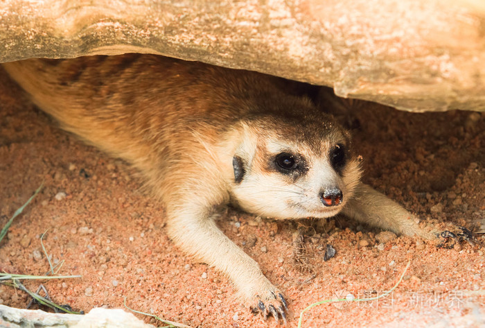 南非海岛猫鼬蒙哥