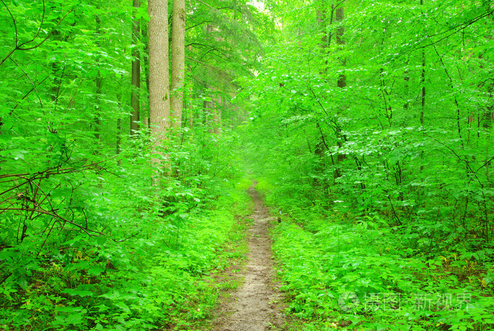 绿色森林