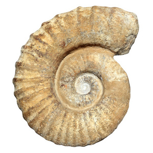 化石螺旋螺钉石真古石化贝壳图片