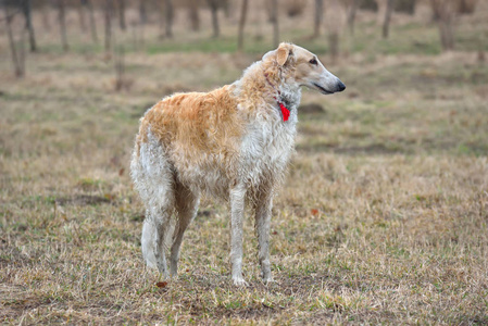 俄罗斯猎狼犬