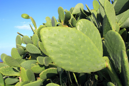 chumbera 胭脂仙人掌仙人掌植物蓝色