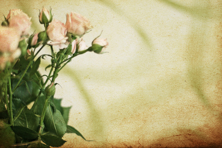 玻璃花瓶里的粉红色玫瑰图片