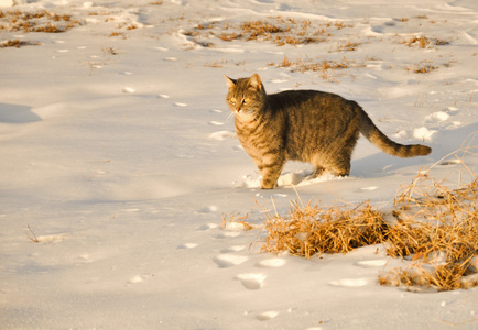 雪中的蓝猫