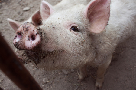 可爱有趣的小猪隔离在白色背景上. 带着爱的铭文.