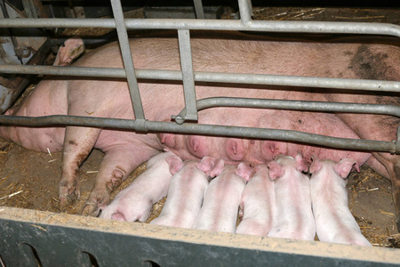 iindustrial 动物养殖场哺乳仔猪的极端特写照片