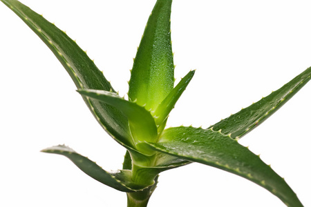 白色芦荟植物照片