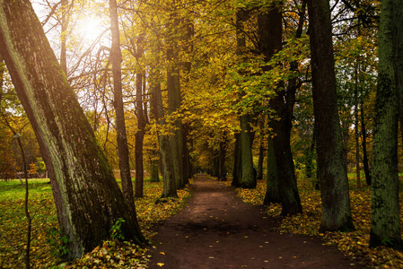 俄罗斯的美丽秋天的树林。公园地产 Rozhdestveno。列宁格勒州