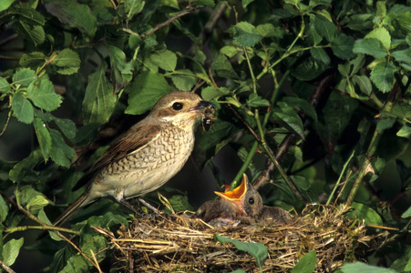 红背劳伯劳 collurio 鸟在巢上喂养幼鸟