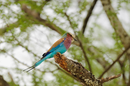 在坦桑尼亚各地发现一只美丽的非洲鸟, coracias 尾。