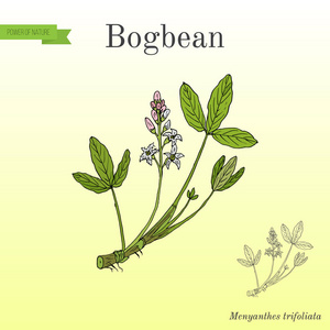 Bogbean 或 buckbean 沼泽通，药用植物