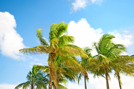 明亮的白天海滩上的棕榈树