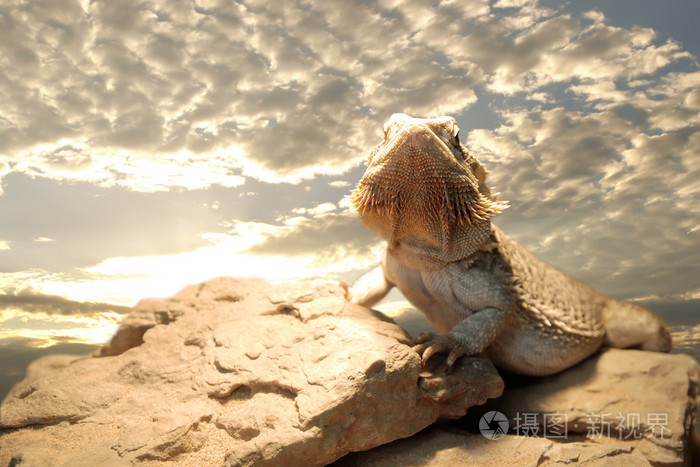 黄昏时的游蜥蜴照片-正版商用图片02jdlh-摄图新视界