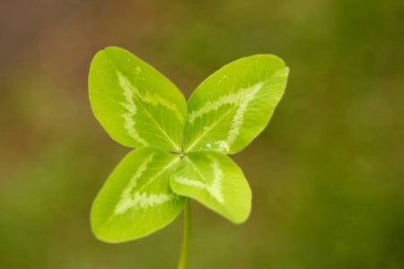 四叶三叶草。有4叶的植物。幸运的象征, 幸福