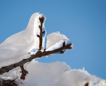 冰雪覆盖的树枝上结着雪