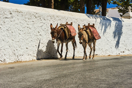 罗得岛林多斯镇街道上的两只驴