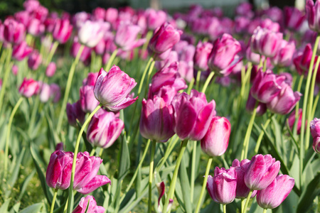 郁金香花