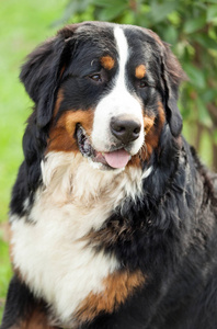 bernese 山狗