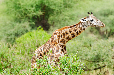 马赛长颈鹿特写 科学名字 反刍反刍 tippelskirchi 或 Twiga 在 Swaheli 在野生动物园拍摄的