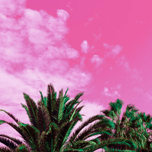 棕榈树和粉红色的天空。独角兽的风格。极少主义艺术