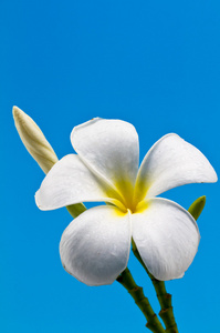 蓝色白色模糊背景下鸡蛋或宝塔树上的露珠矢量素馨花鲜花和湿的石头