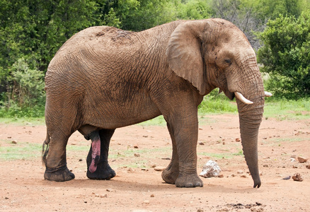 一头大獠牙逼近的大象公牛图片