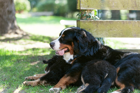 两 Bernese 山狗