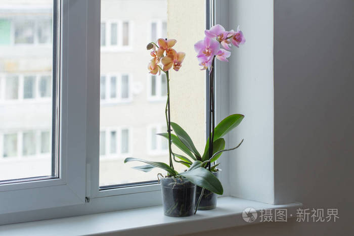 窗台上美丽的兰花照片-正版商用图片02jxih-摄图新视界